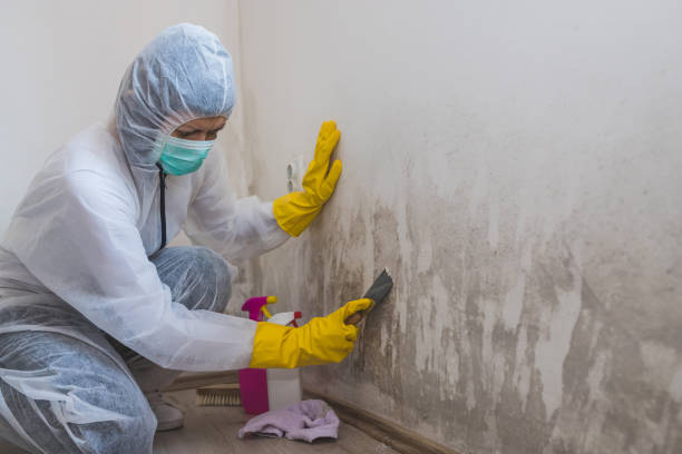Best Kitchen Mold Remediation in Batesville, TX