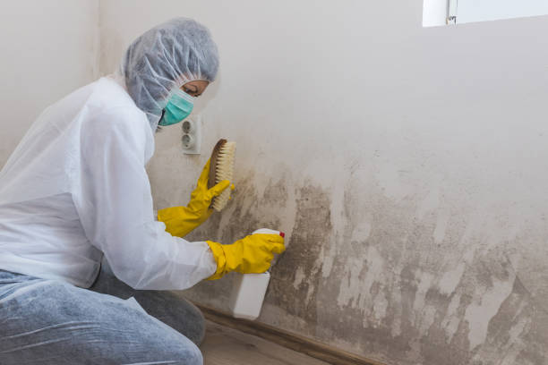 Best Insurance-Related Mold Remediation in Batesville, TX