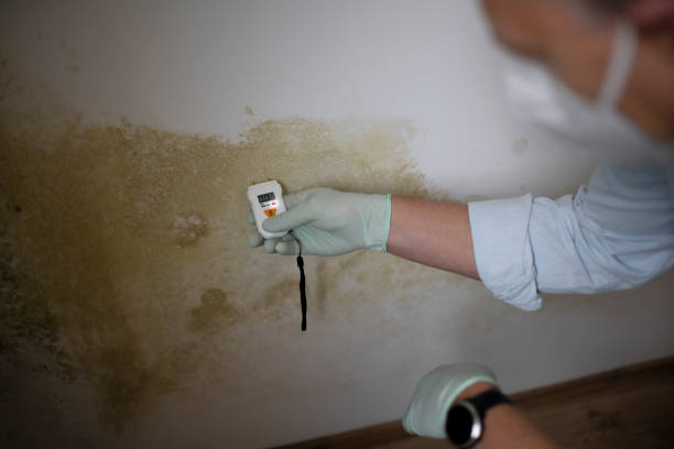 Best Mold Testing and Inspection Services in Batesville, TX