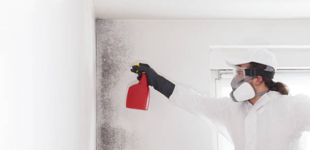 Best Bathroom Mold Remediation in Batesville, TX