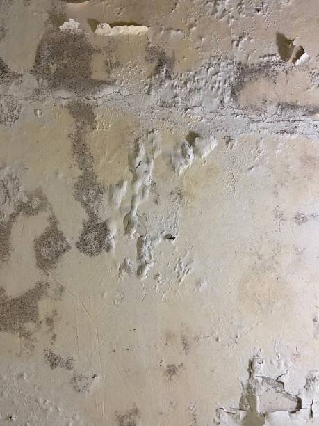 Best Localized Mold Remediation (e.g., coastal areas, humid climates) in Batesville, TX