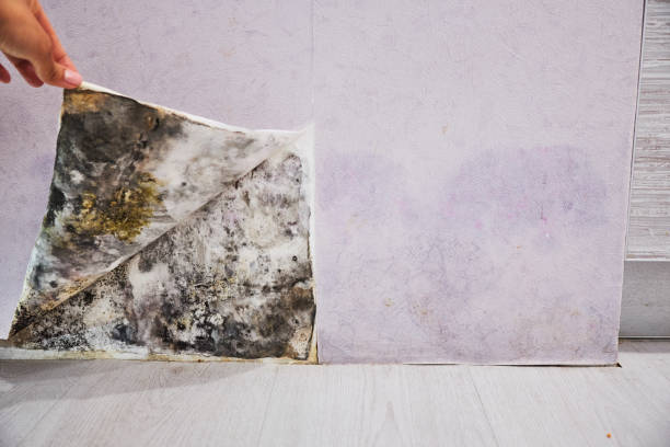 Best Commercial Mold Remediation in Batesville, TX